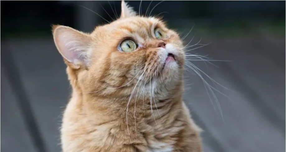 Rasti i parë në botë, macja infekton me Covid veterinerin