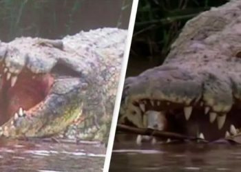 Dyshohet se ka ngrënë 300 njerëz, bisha i shpëton sërish kapjes