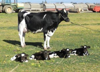 E ndoqën pasi shiti viçat, i hyjnë në shtëpi dhe e grabisin