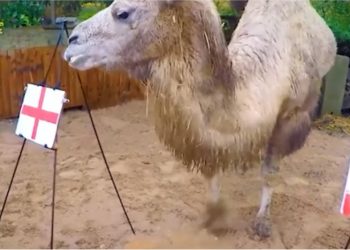 Parashikoi saktë fitoren e Ekuadorit, deveja zgjedh fituesin e sfidës Angli-Iran