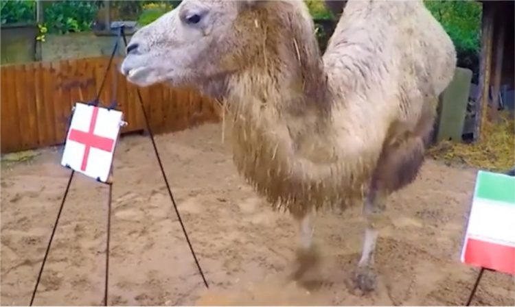 Parashikoi saktë fitoren e Ekuadorit, deveja zgjedh fituesin e sfidës Angli-Iran