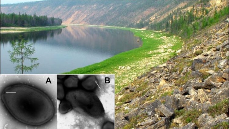 Çfarë po ndodh? Rikthehet në jetë virusi 48 mijë vjeçar