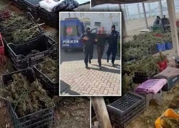 Si e morën “në qafë” 9 kuintal drogë kryepolicin e Beratit