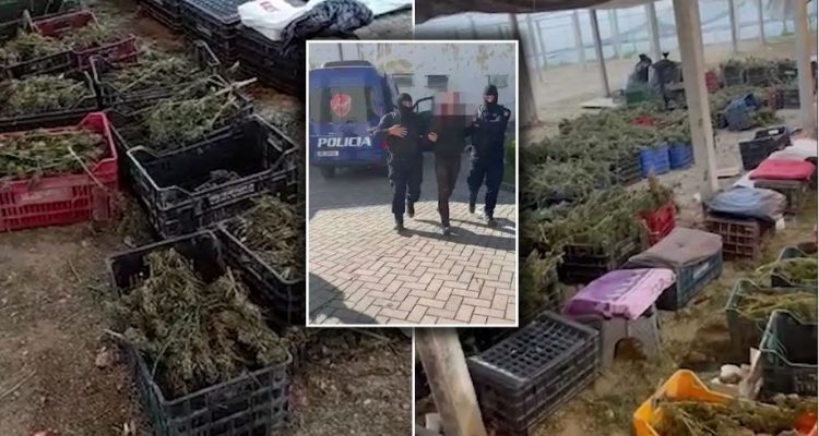 Si e morën “në qafë” 9 kuintal drogë kryepolicin e Beratit