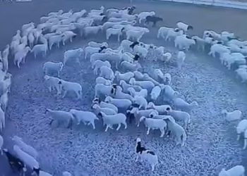 Delet e Kinës që habitën botën (VIDEO)