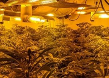 Burg për shqiptarin që u kap me fermë kanabisi në Britani (EMRI)