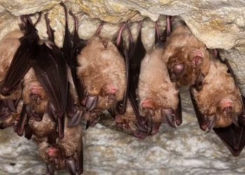 Alarmi/ Zbulohet një virus i ri mes lakuriqëve të natës