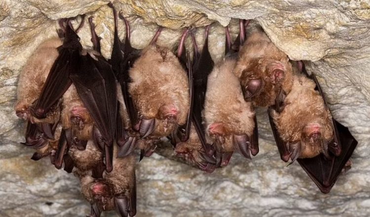 Alarmi/ Zbulohet një virus i ri mes lakuriqëve të natës