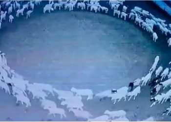 Zbulohet misteri i deleve që ecën në formë rrethore për 12 ditë