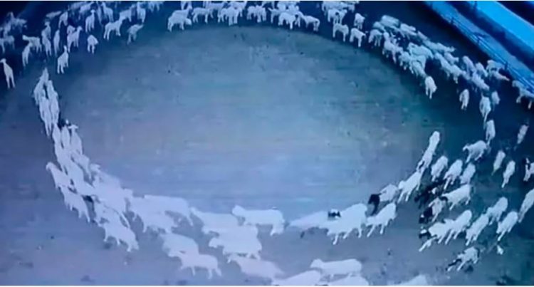 Zbulohet misteri i deleve që ecën në formë rrethore për 12 ditë