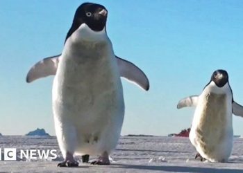 Rënie dramatike e popullatës së pinguinëve, ja arsyeja