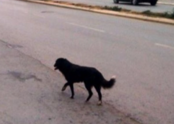 Qeni kafshon një grua në Gjirokastër, niset me urgjencë në Tiranë