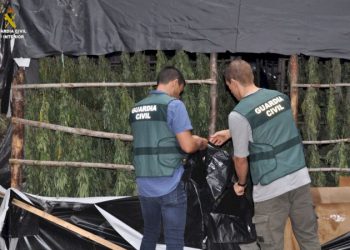 Plantacion kanabisi në pyll, ja si e pësojnë 2 shqiptarët në Spanjë
