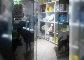 Kontrabandë në Tiranë/ 8 të arrestuar, 3 janë zyrtarë të lartë