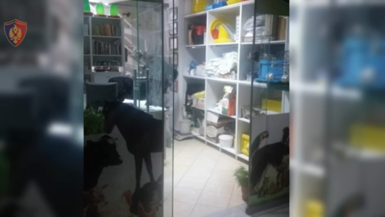 Kontrabandë në Tiranë/ 8 të arrestuar, 3 janë zyrtarë të lartë