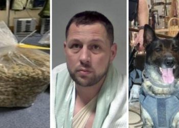 Shqiptari i ‘pafat’/ Ia mbath nga policia, por kapet nga qeni