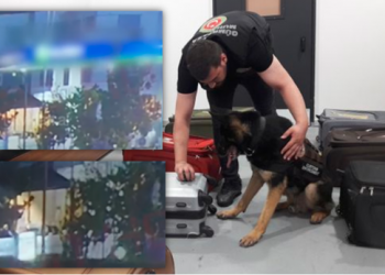 PAMJET – Si u zbuluan trafikantët e kanabisit Rinas-Stamboll