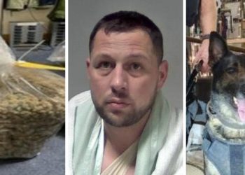 Shqiptari merr vrapin për t’i shpëtuar policisë, e pëson nga qeni