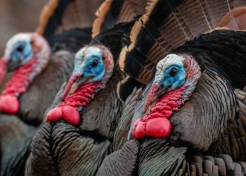 Nga e ka origjinën gjeli i detit?