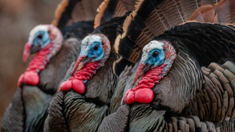 Nga e ka origjinën gjeli i detit?