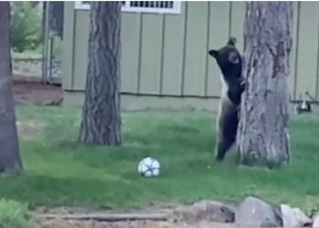 VIDEO/ Spektakël, ariu luan me top