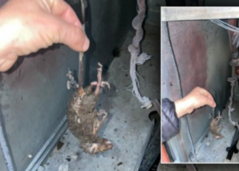 Gjirokastra pa drita për faj të … miut