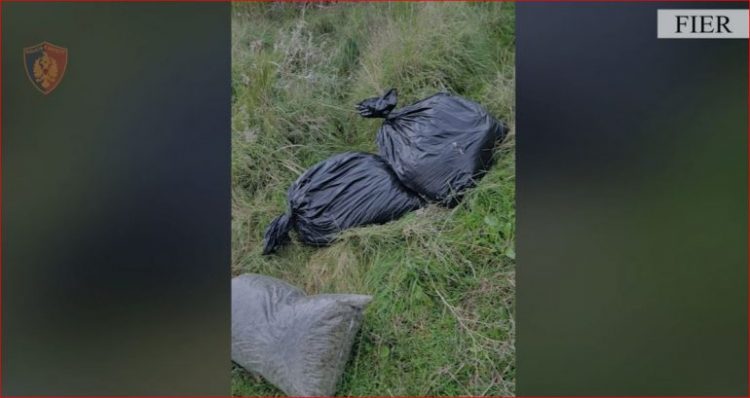 Sekuestrohen 17 thasë me kanabis, pranga 3 personave në Fier
