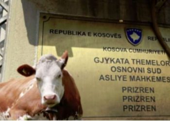 Teze e nip në gjykatë, përballen për shitjen e lopës