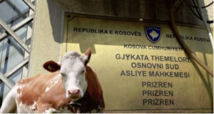 Teze e nip në gjykatë, përballen për shitjen e lopës