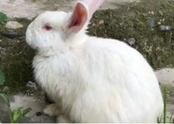 Horoskopi kinez për 2023, zbuloni çfarë do ju sjellë viti i Lepurit