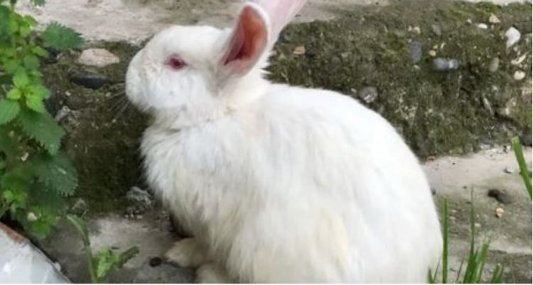 Horoskopi kinez për 2023, zbuloni çfarë do ju sjellë viti i Lepurit