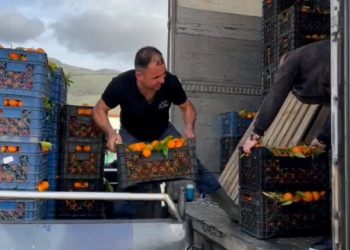 Fermerët në Konispol: S’ka punëtorë për të vjelë mandarinat