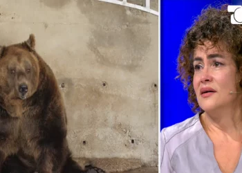 Aktivistja shpërthen në lot: Ariu Mark u torturua për 20 vite