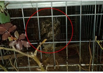 FOTO/ Shqiponja në restorantin në Tiranë nuk hap dot as krahët