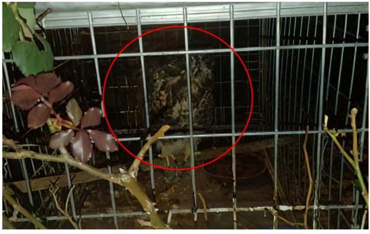 FOTO/ Shqiponja në restorantin në Tiranë nuk hap dot as krahët