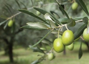 Mbiprodhimi i vajit të ullirit rrezikon “bumerangun”