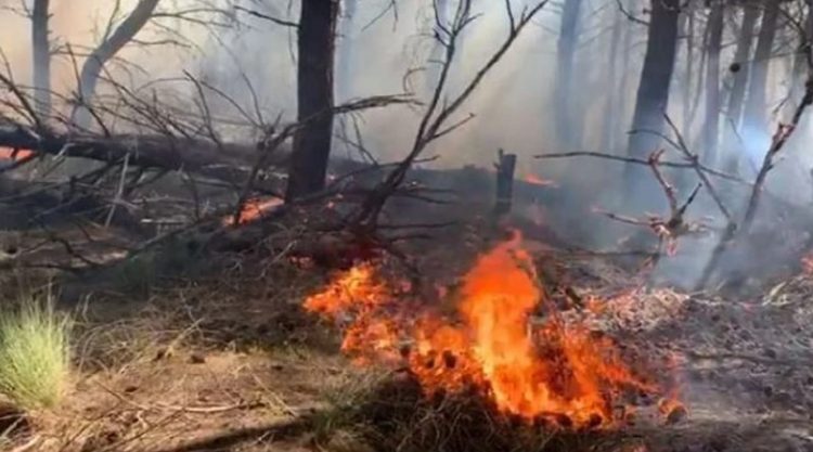 Zjarr në një sipërfaqe të pyllëzuar në Vlorë