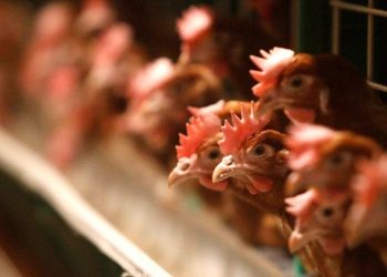 Shpërthen gripi i shpendëve në vendin e BE, asgjësohen 750.000 pula