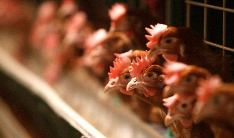 Shpërthen gripi i shpendëve në vendin e BE, asgjësohen 750.000 pula