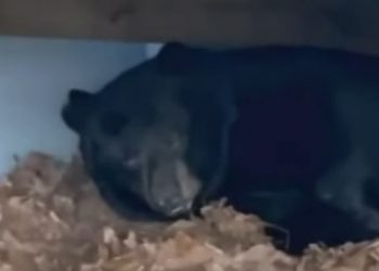 VIDEO/Familja tronditet nga ariu, kafsha hyn në banesë