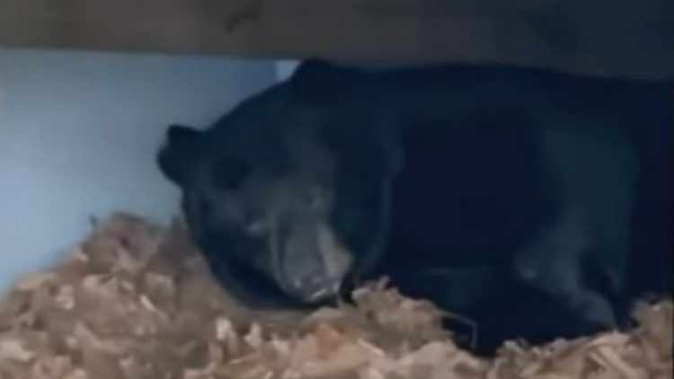 VIDEO/Familja tronditet nga ariu, kafsha hyn në banesë