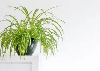 Bimët më të mira kundër lagështisë së ajrit në shtëpi