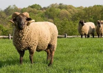 E godet dashi me brirë, ndërron jetë 64-vjeçarja në Fier