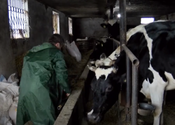 Përmbytjet/ Fermerët në kushtet e mbijetesës: Shteti nuk na ndihmon