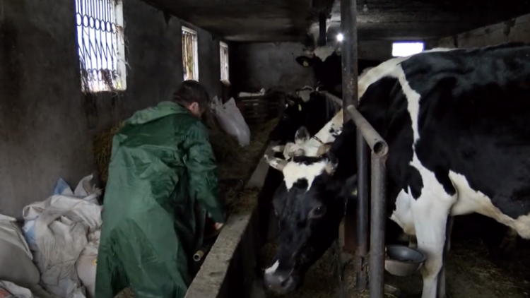 Përmbytjet/ Fermerët në kushtet e mbijetesës: Shteti nuk na ndihmon