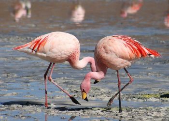 Protesta kundër aeroportit në Vlorë, Reuters:Rrezikohet strehimi…