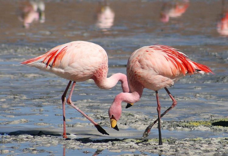 Protesta kundër aeroportit në Vlorë, Reuters:Rrezikohet strehimi…