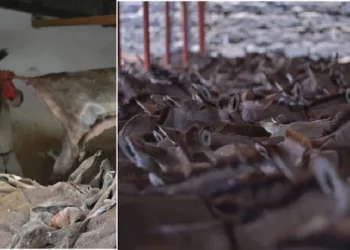 Si lëkura e gomerëve po pasuron bandat e krimit në Afrikë