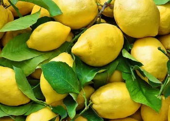 Fuqia kurative e gjetheve të limonit, si t’i përdorni