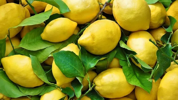 Fuqia kurative e gjetheve të limonit, si t’i përdorni